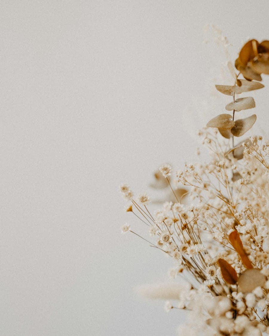 Torkade blommor mot en mjuk vit bakgrund